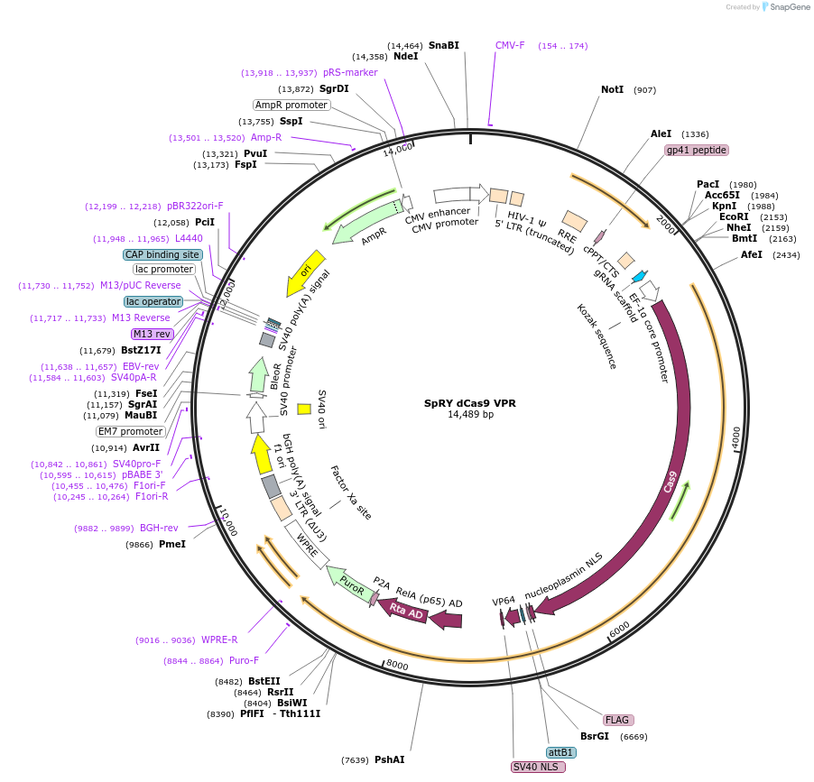 188511-plasmid-map-sequence-id-373445