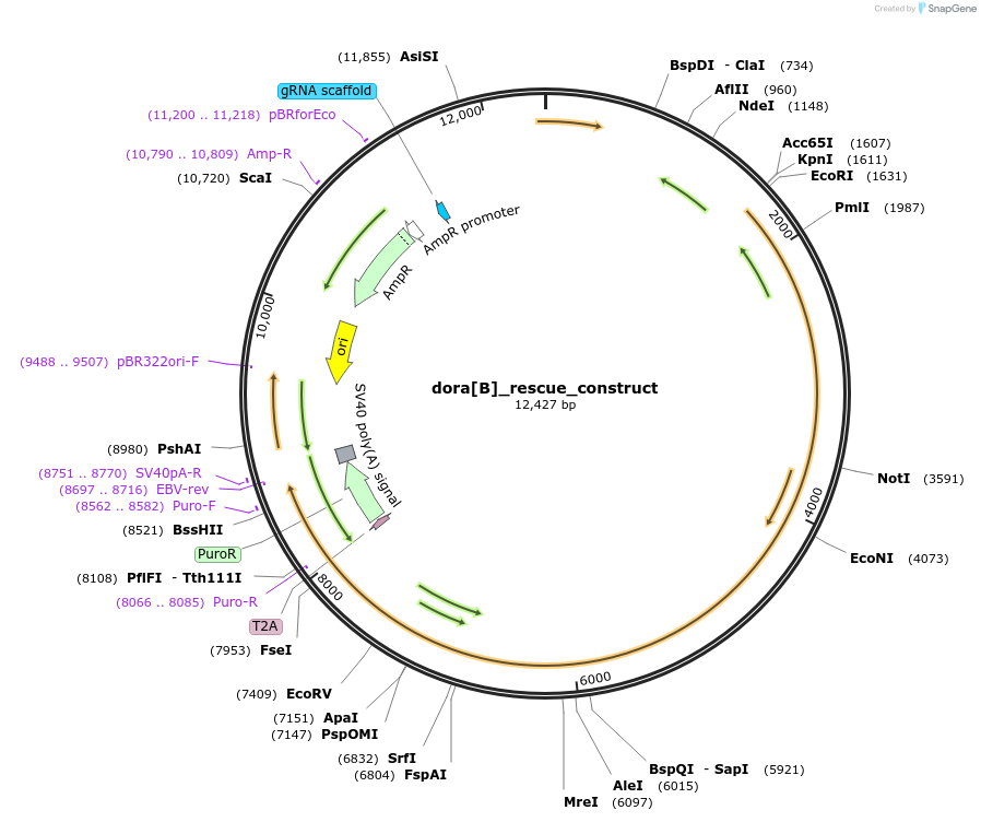 190637-plasmid-map-sequence-id-373459