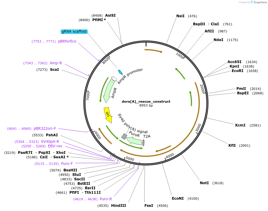 190639-plasmid-map-sequence-id-373462