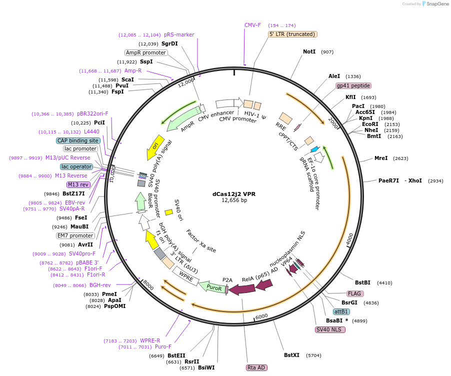 188518-plasmid-map-sequence-id-373463