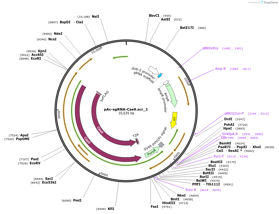 190703-plasmid-map-sequence-id-373464