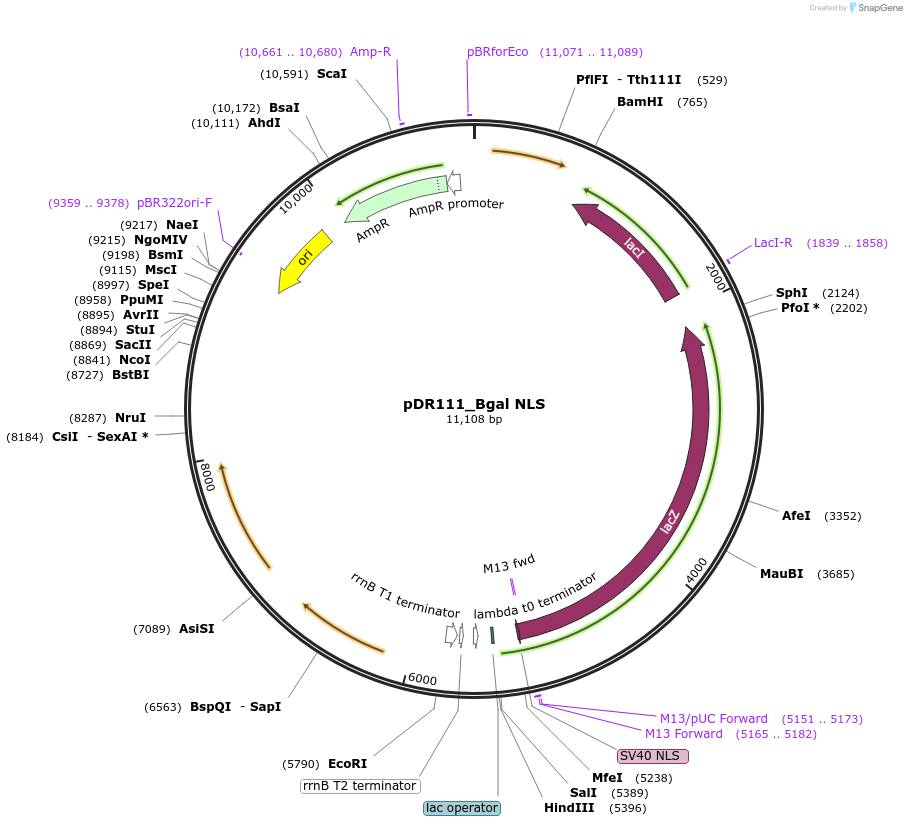 188396-plasmid-map-sequence-id-373478