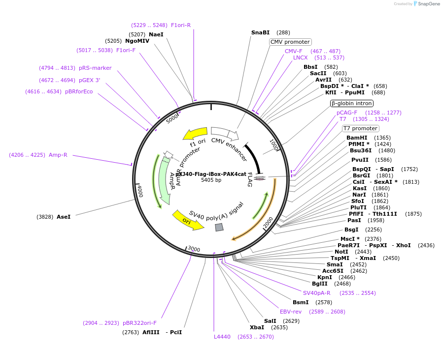 190178-plasmid-map-sequence-id-373480