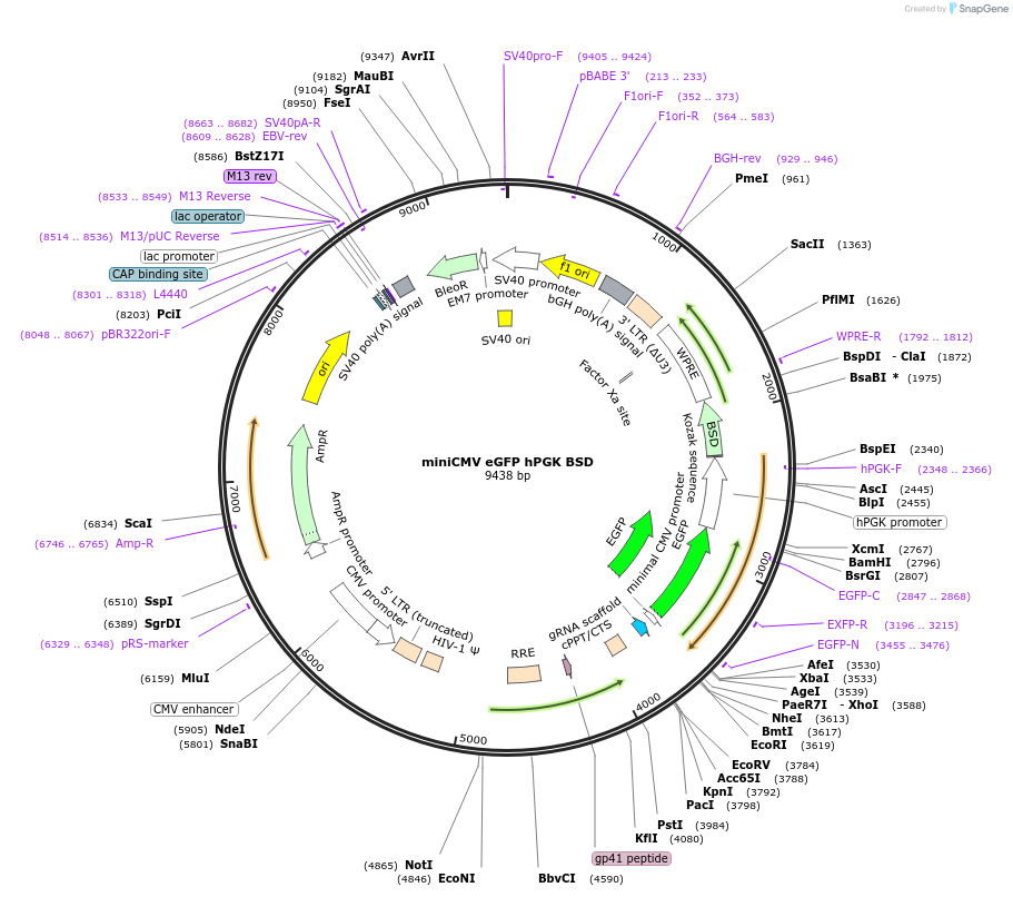 188519-plasmid-map-sequence-id-373482