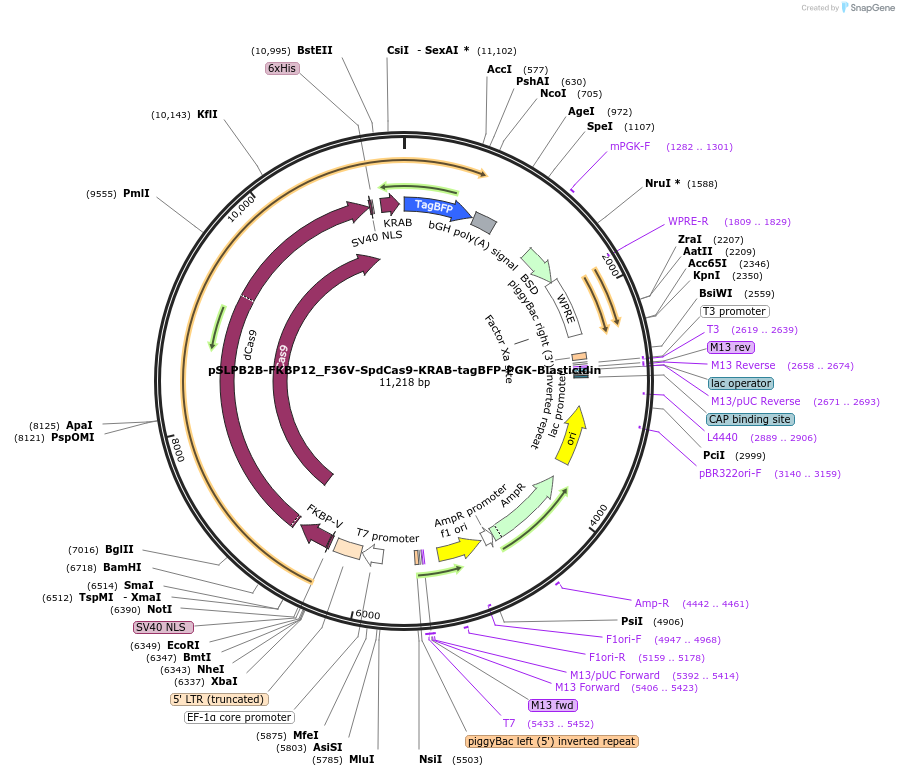 187953-plasmid-map-sequence-id-373487