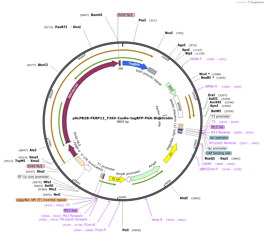 187952-plasmid-map-sequence-id-373488