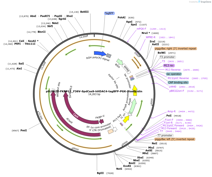 187954-plasmid-map-sequence-id-373498