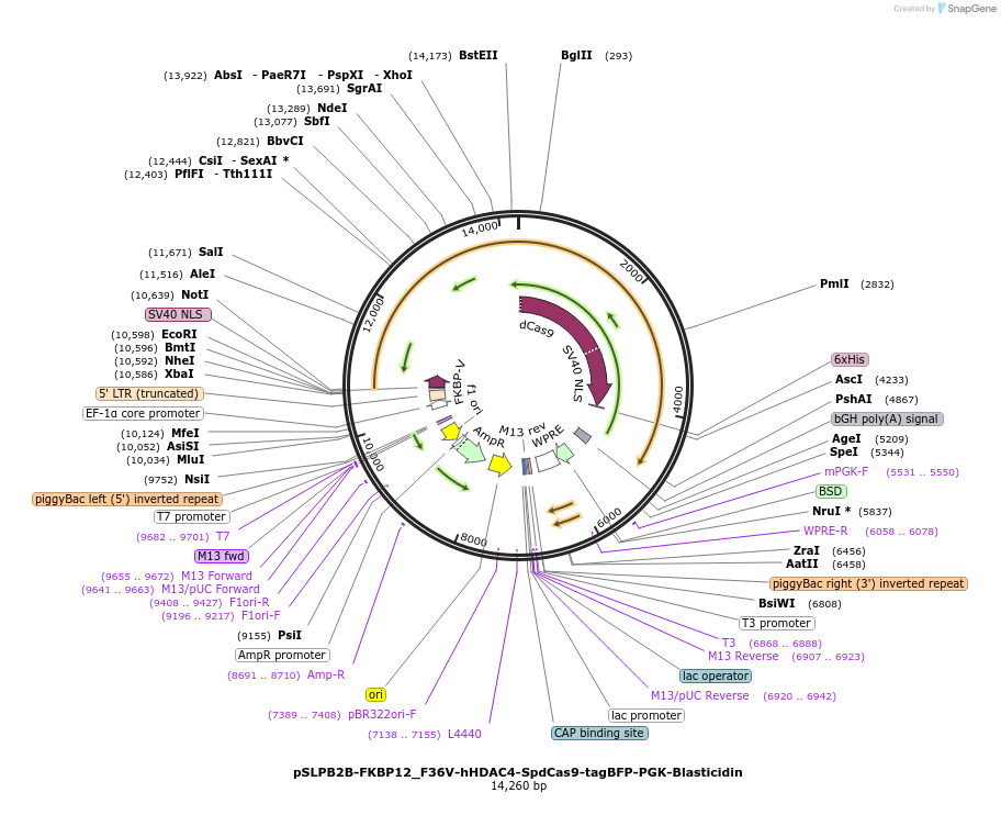 187956-plasmid-map-sequence-id-373523