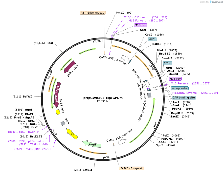 188555-plasmid-map-sequence-id-373574