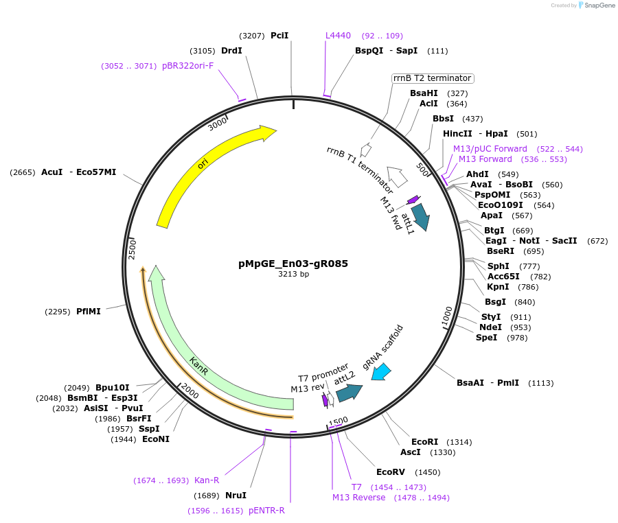 188552-plasmid-map-sequence-id-373575