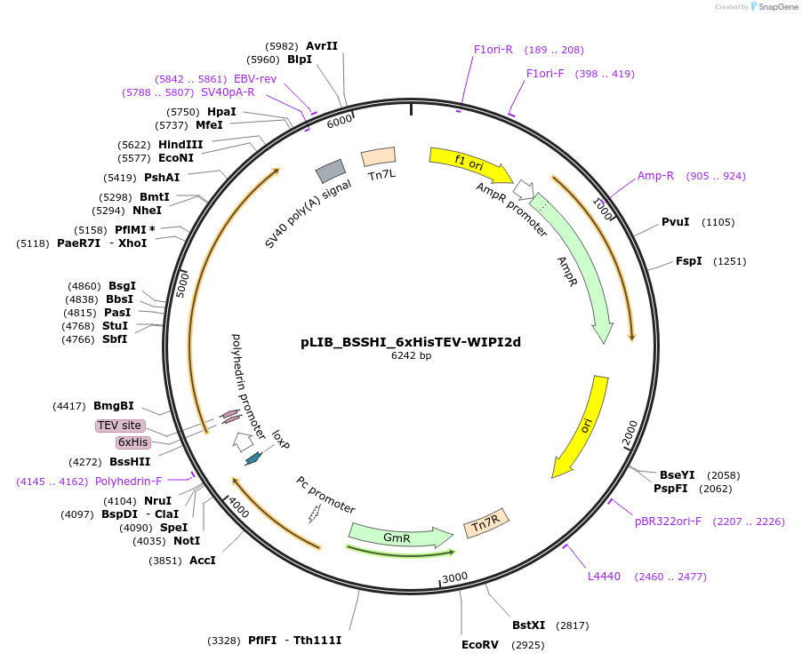 190863-plasmid-map-sequence-id-373591