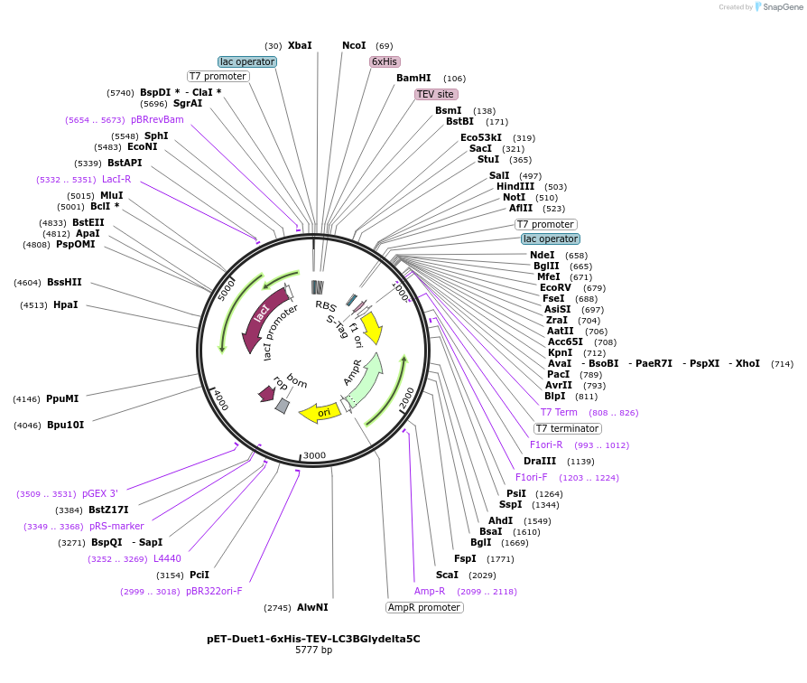 190237-plasmid-map-sequence-id-373594