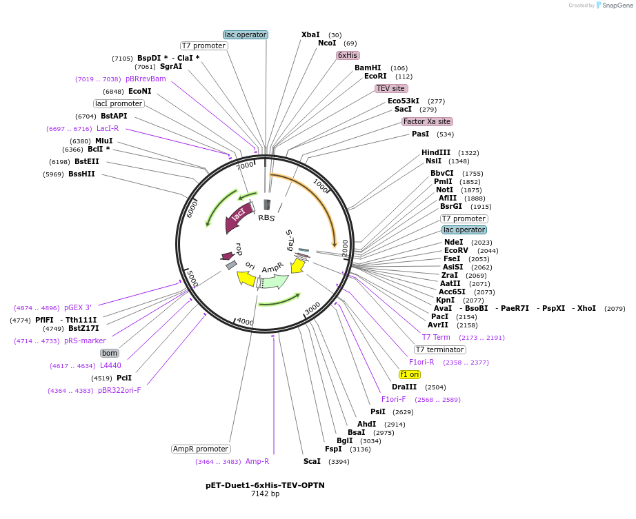 190192-plasmid-map-sequence-id-373595