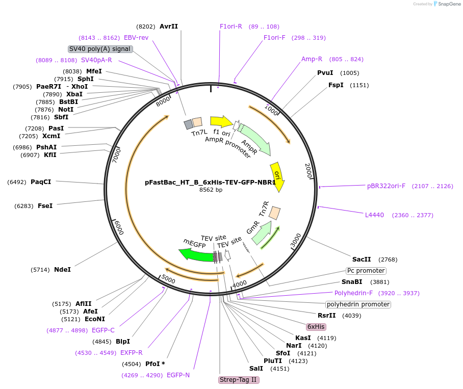 190928-plasmid-map-sequence-id-373598
