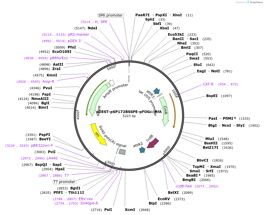 186397-plasmid-map-sequence-id-373599