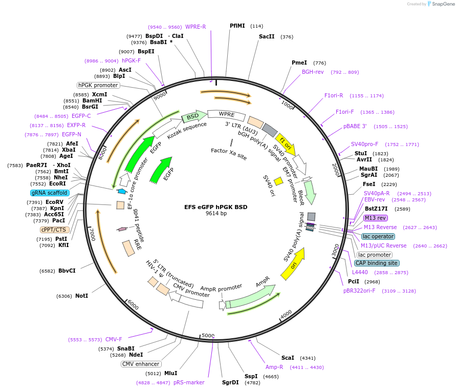 188520-plasmid-map-sequence-id-373673