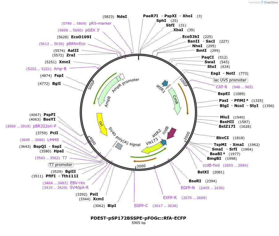 186403-plasmid-map-sequence-id-373700