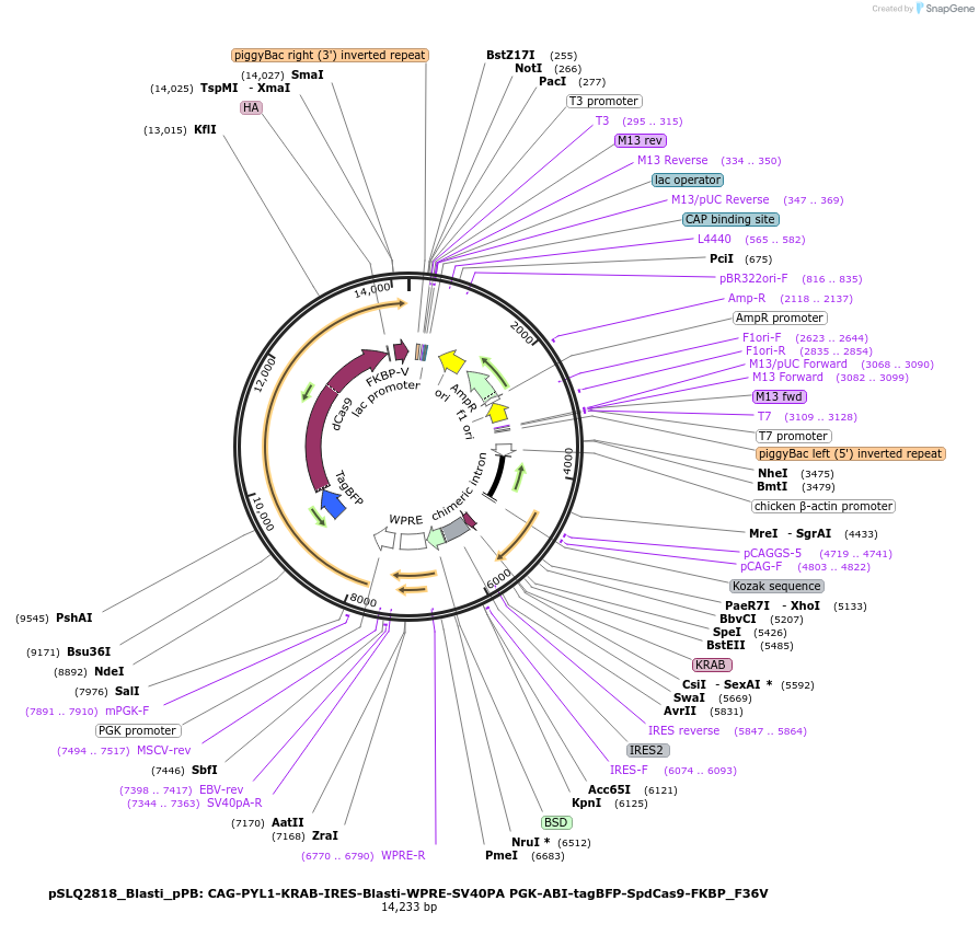 187959-plasmid-map-sequence-id-373708