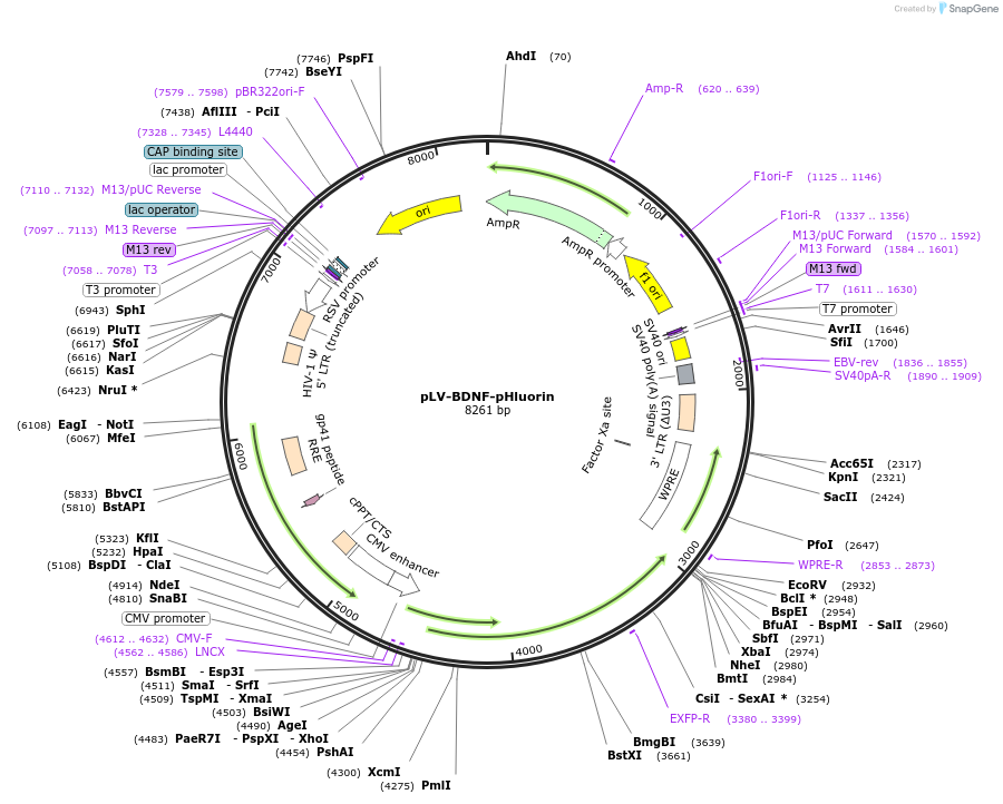 187193-plasmid-map-sequence-id-373713