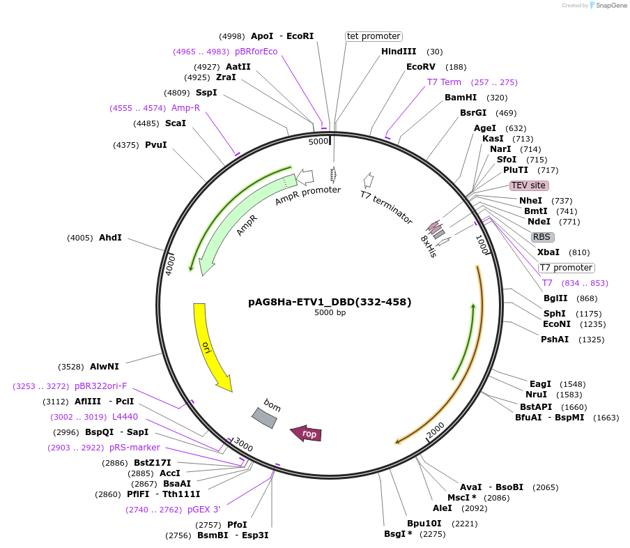 188052-plasmid-map-sequence-id-373718
