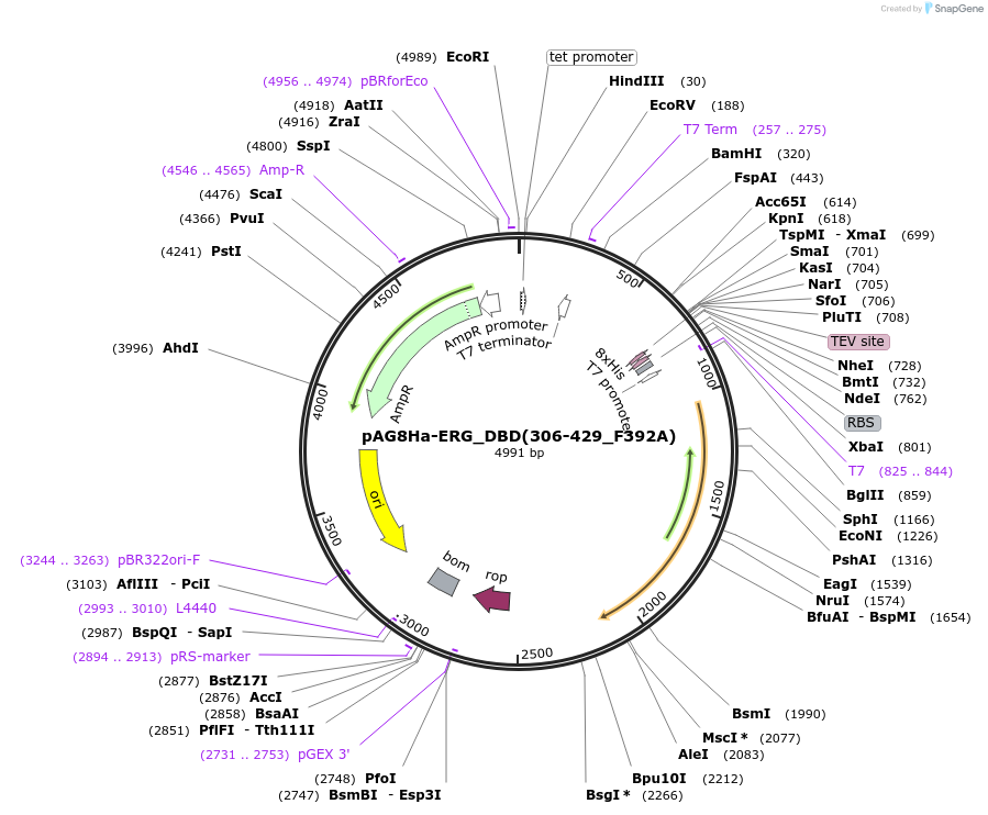 188051-plasmid-map-sequence-id-373719