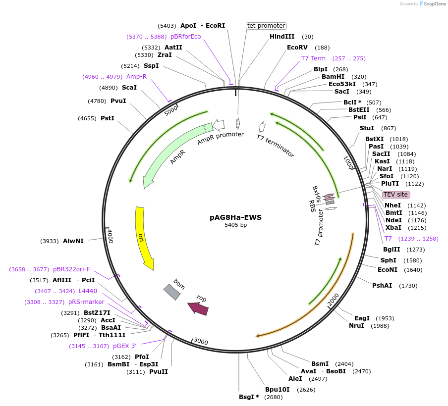 188044-plasmid-map-sequence-id-373725