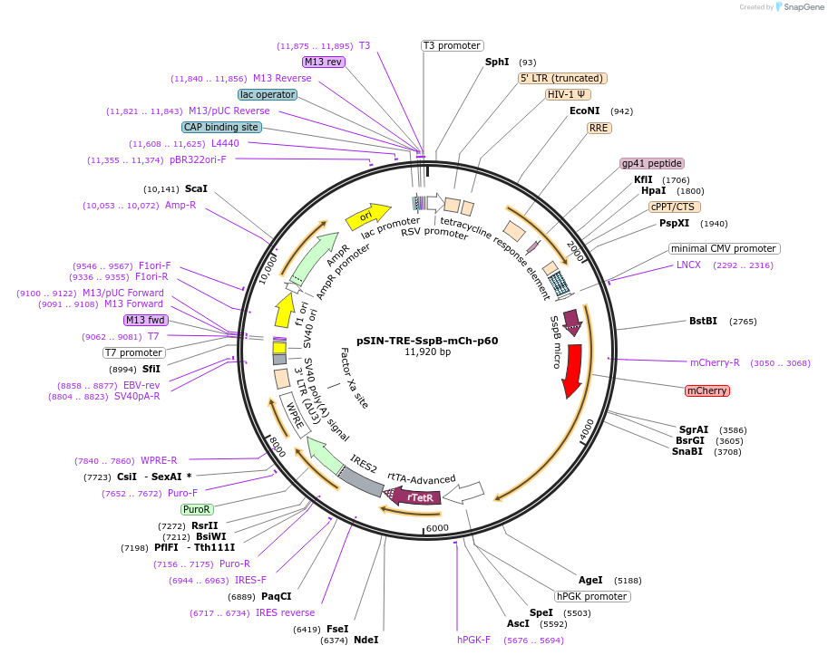 190170-plasmid-map-sequence-id-373727