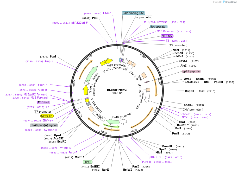 191115-plasmid-map-sequence-id-373755