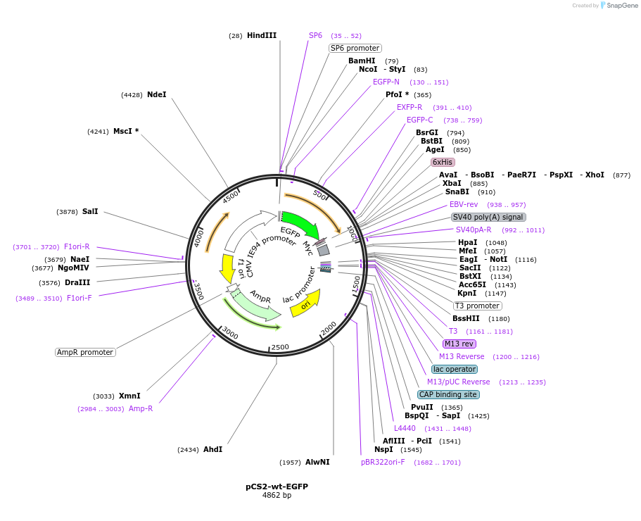 191117-plasmid-map-sequence-id-373757