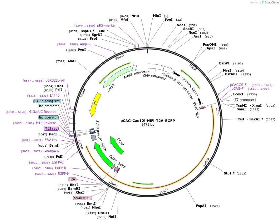 188269-plasmid-map-sequence-id-373769