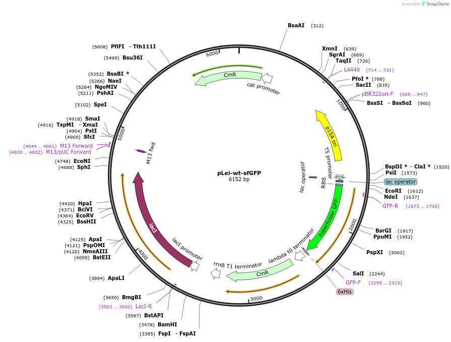 191113-plasmid-map-sequence-id-373773