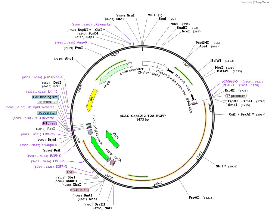 188270-plasmid-map-sequence-id-373777