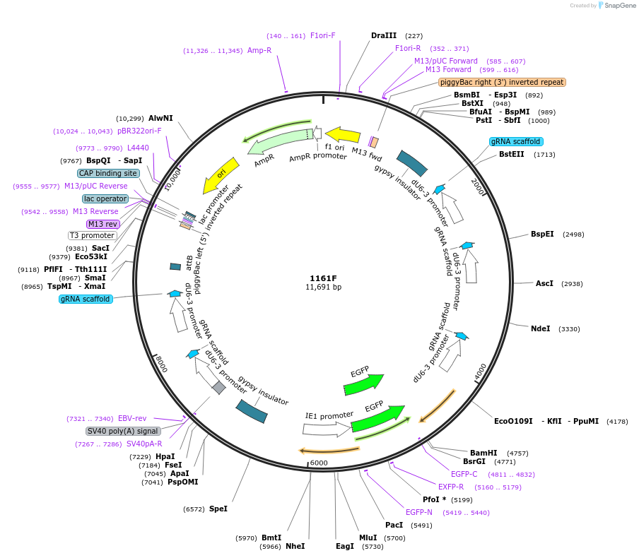 183138-plasmid-map-sequence-id-373781
