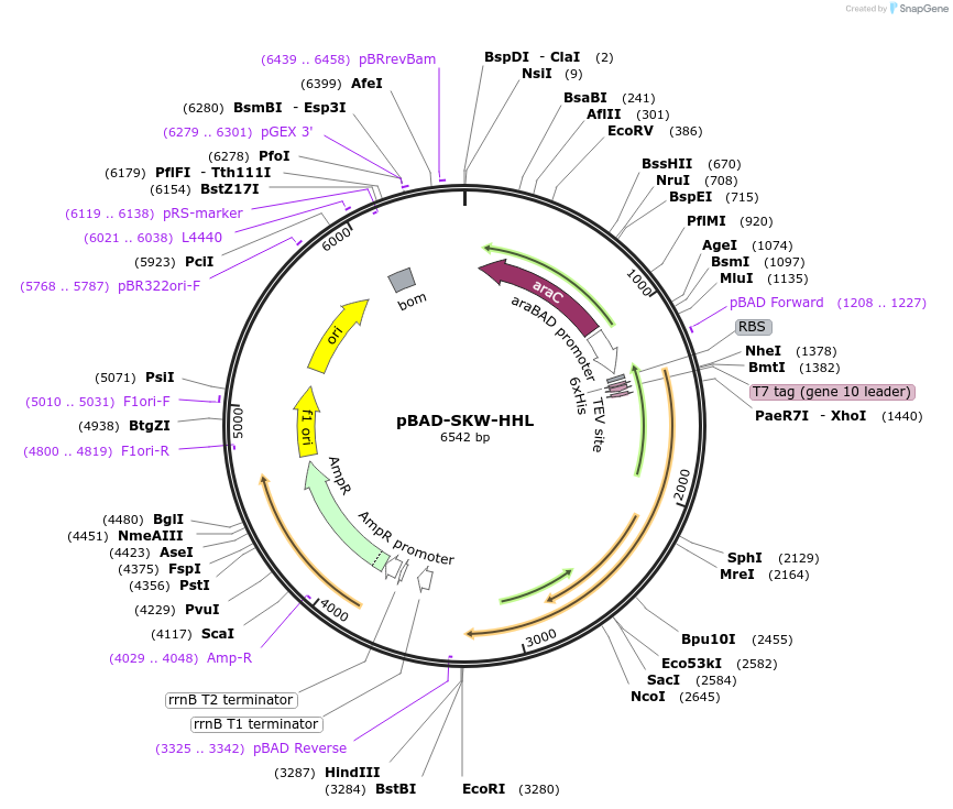 190632-plasmid-map-sequence-id-373782