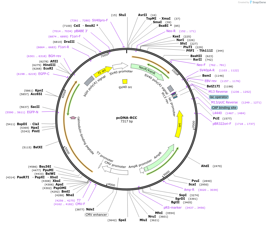 190635-plasmid-map-sequence-id-373788