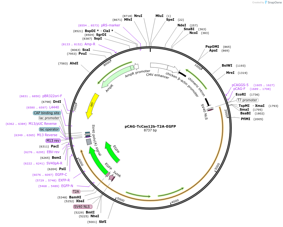188277-plasmid-map-sequence-id-373792