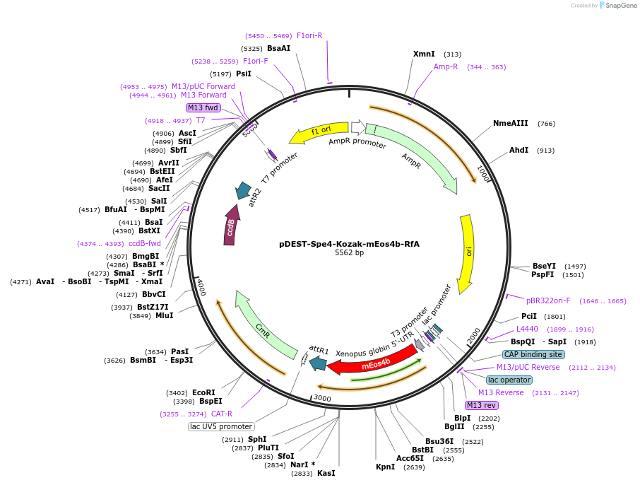 186380-plasmid-map-sequence-id-373797