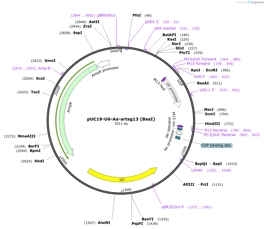 188279-plasmid-map-sequence-id-373799