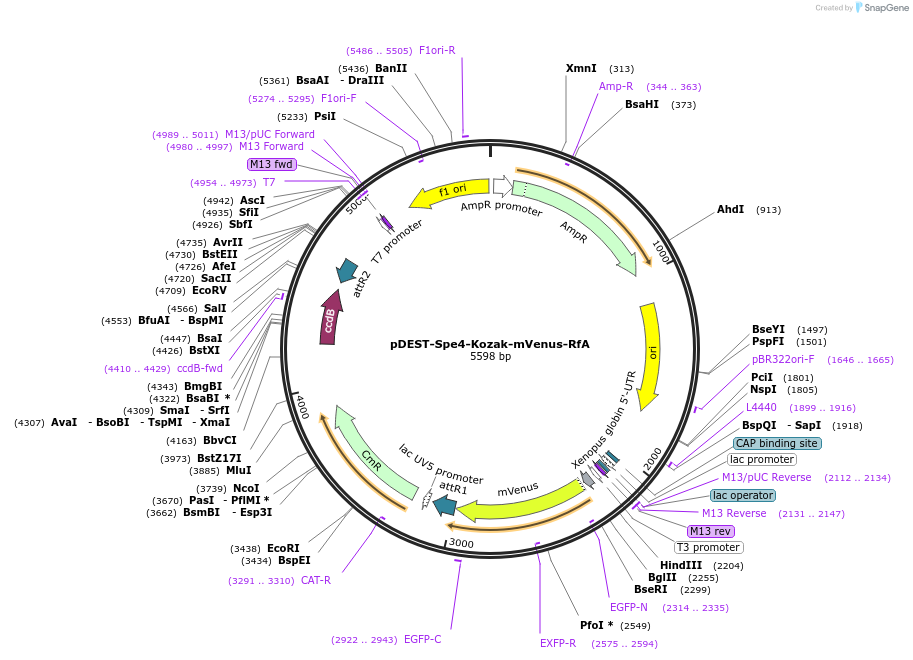 186384-plasmid-map-sequence-id-373827