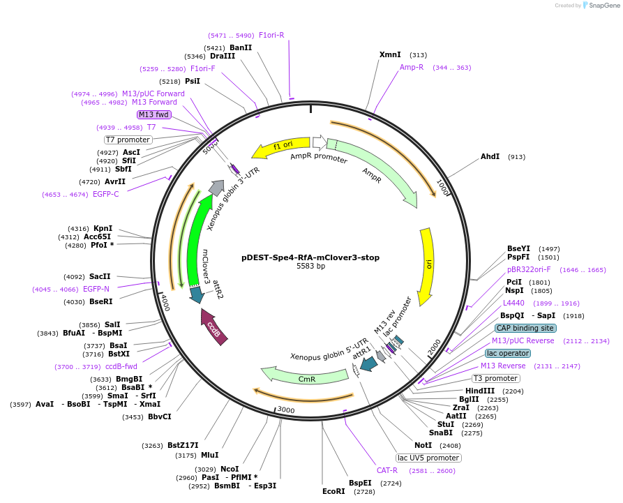 186389-plasmid-map-sequence-id-373834