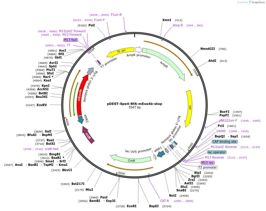 186390-plasmid-map-sequence-id-373835
