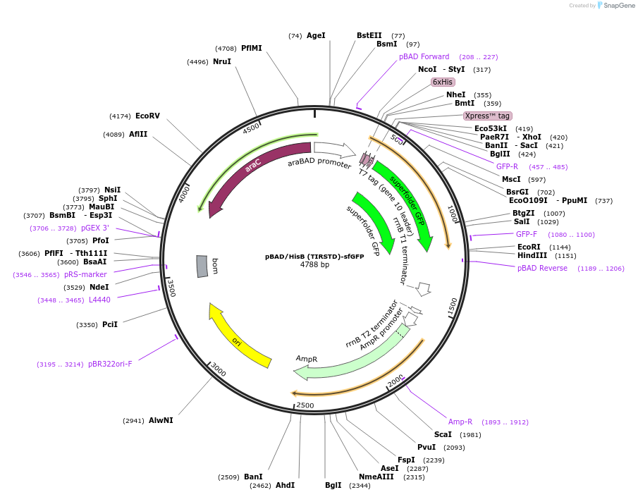 189674-plasmid-map-sequence-id-373852