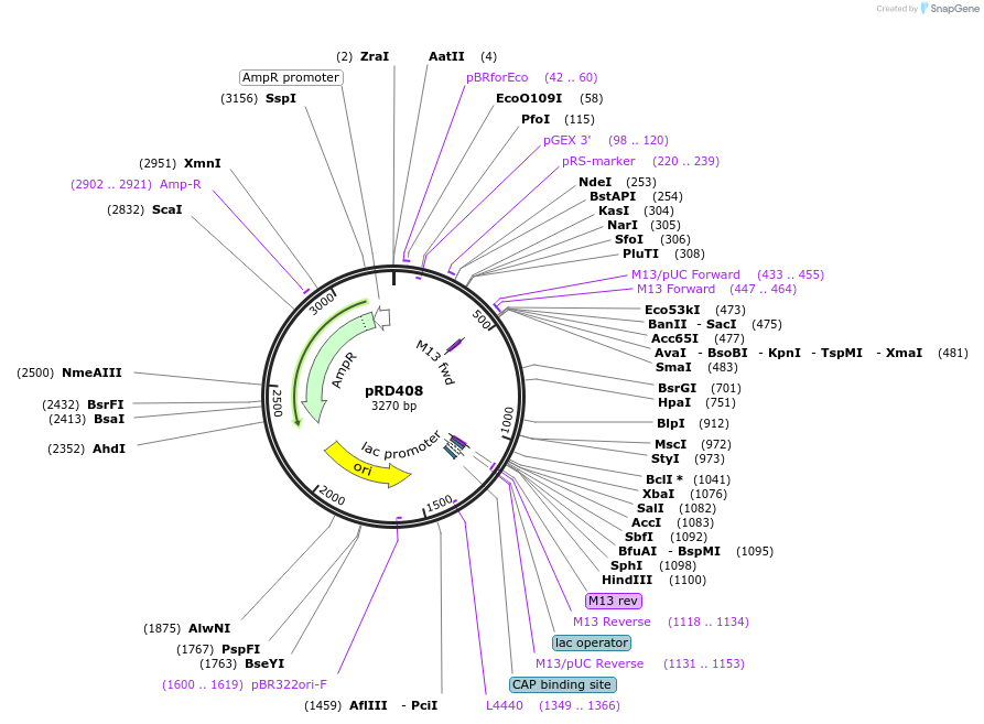 178199-plasmid-map-sequence-id-373854