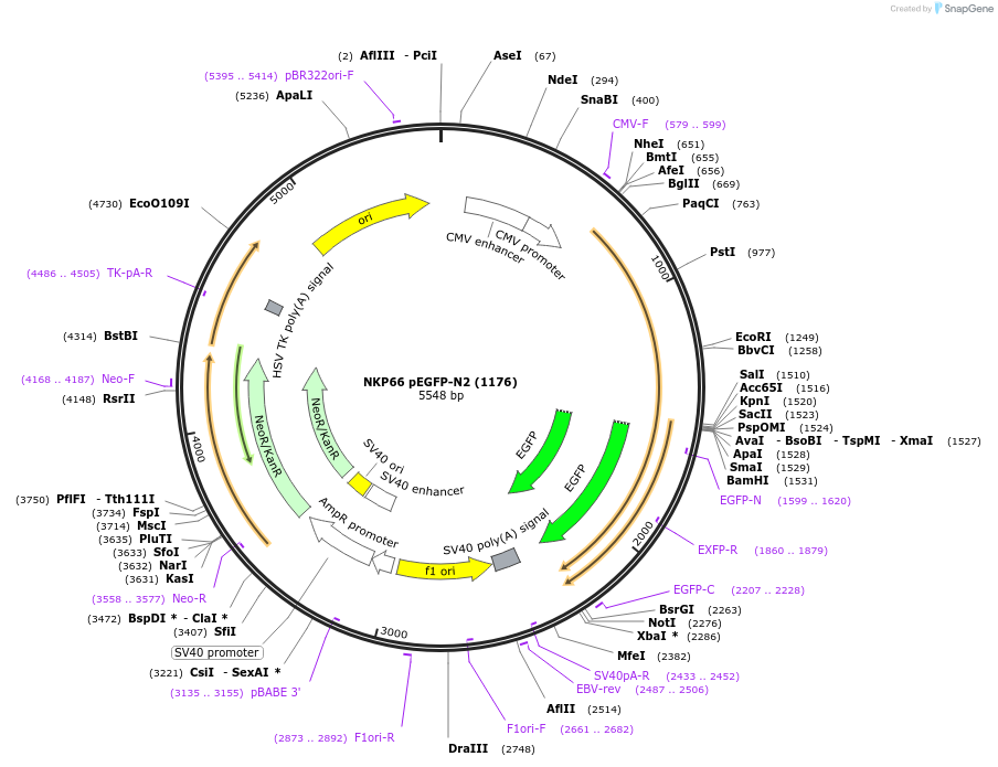 62039-plasmid-map-sequence-id-373855