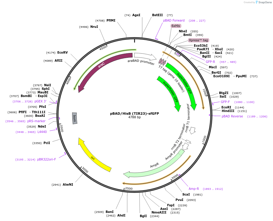189676-plasmid-map-sequence-id-373856