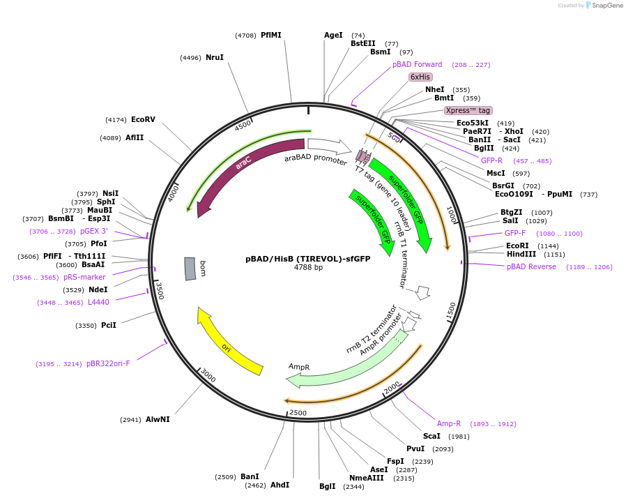 189675-plasmid-map-sequence-id-373859