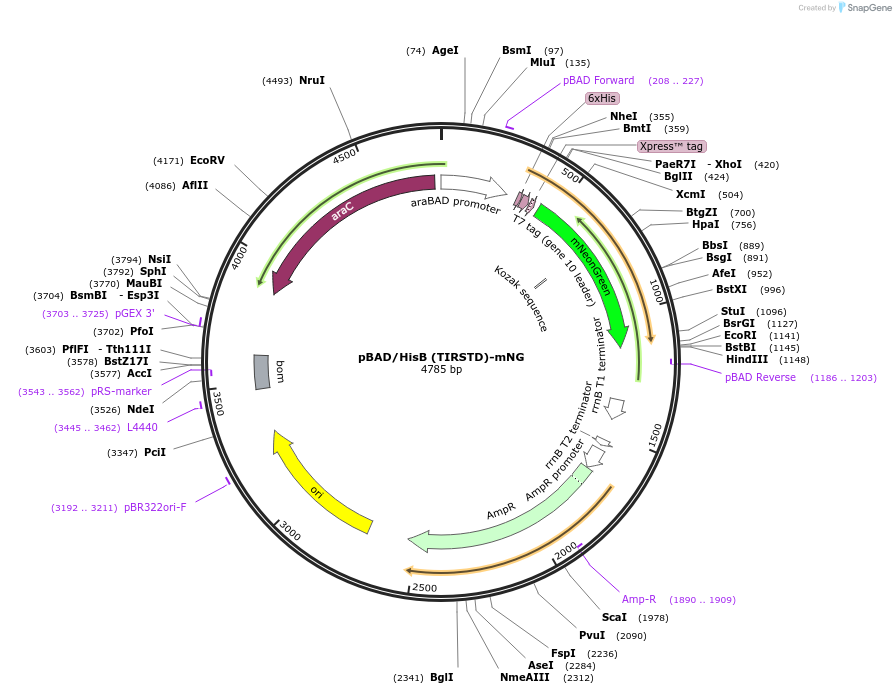 189721-plasmid-map-sequence-id-373860