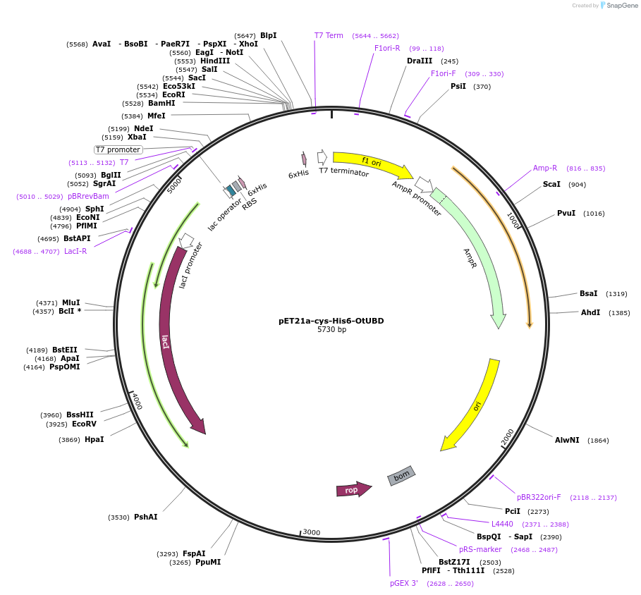 190091-plasmid-map-sequence-id-373871