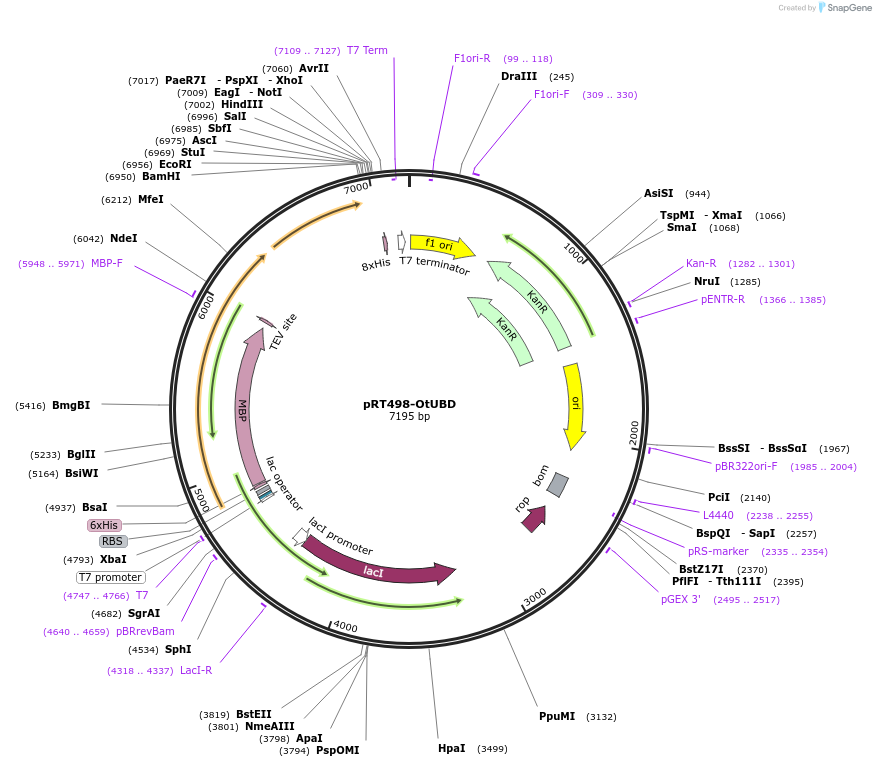 190089-plasmid-map-sequence-id-373873