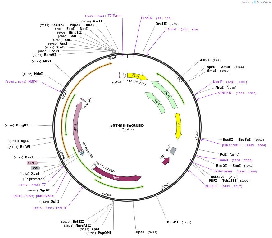 190088-plasmid-map-sequence-id-373874